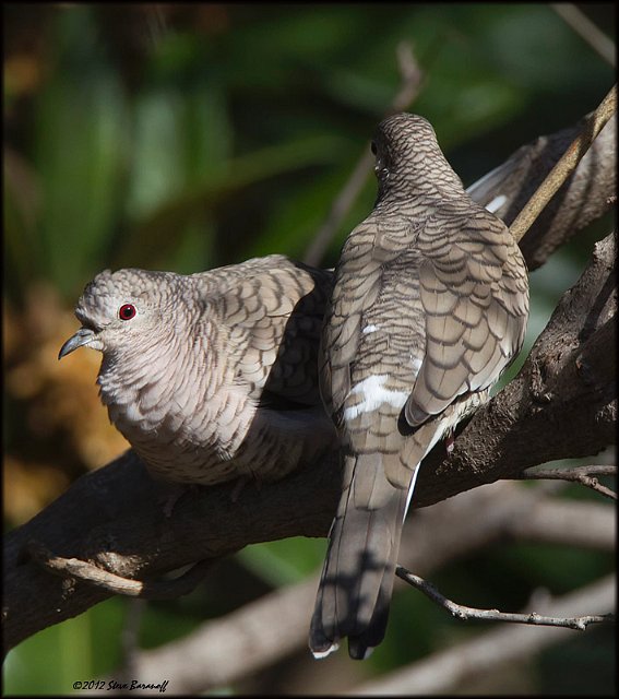 _2SB1180 inca doves.jpg